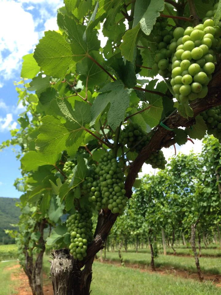 Pollak Vineyards - Eat & Drink - Craft Beverages